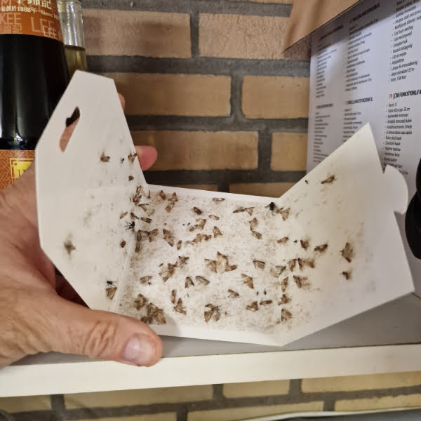 Ongediertebestrijding voor bedrijven werkt zo