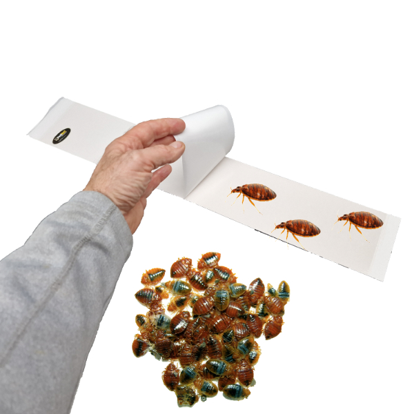 Wat zijn bedwants lijmvallen en hoe gebruik je ze het beste?