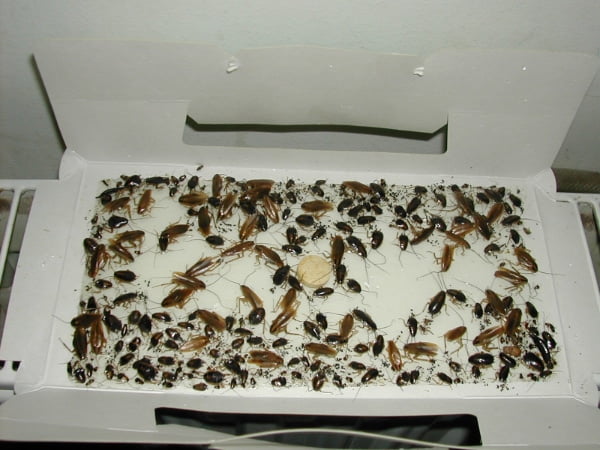 Kakkerlakken in een hotel