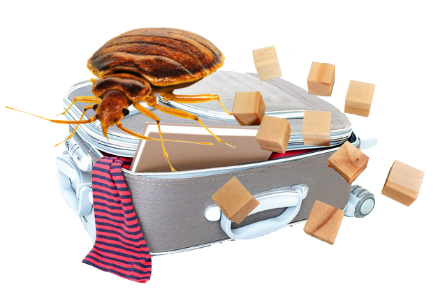 Tips tegen bedwantsen op de werkplek