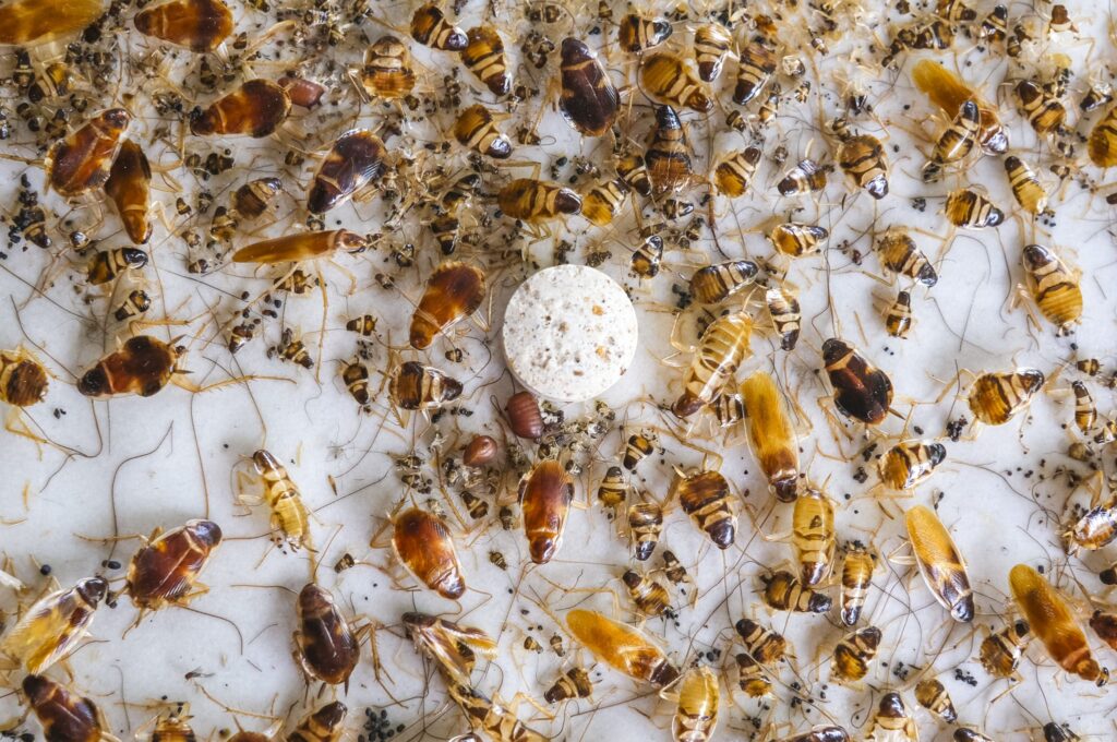 Kakkerlakvallen met feromoon lokstof