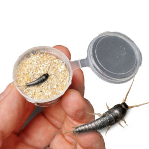 PestiNext® Zilvervisjes lokmiddel