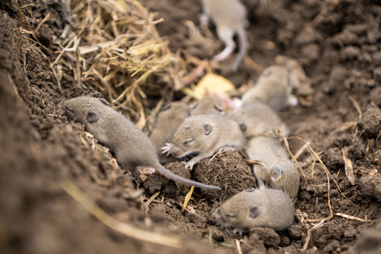 20 Fascinerende feiten over muizen