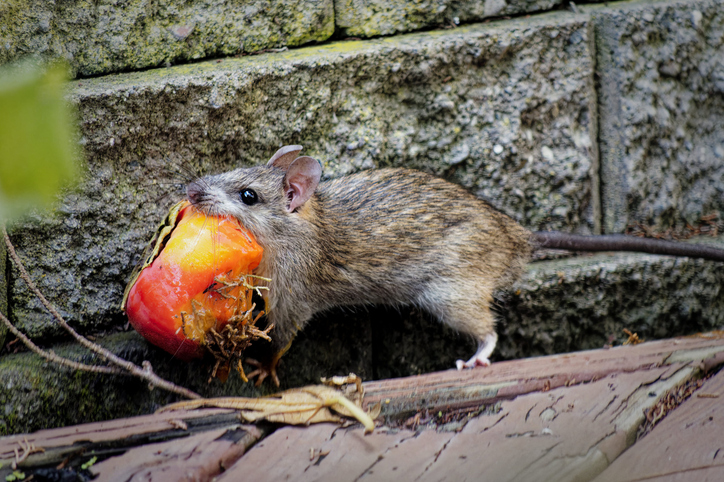 ratten
