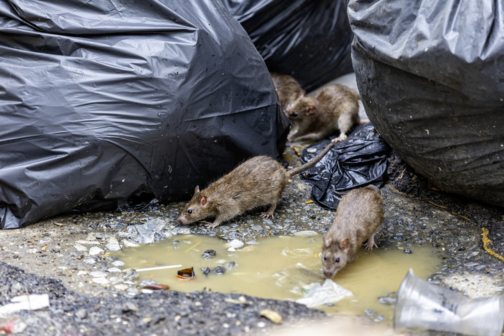 20 feiten over ratten