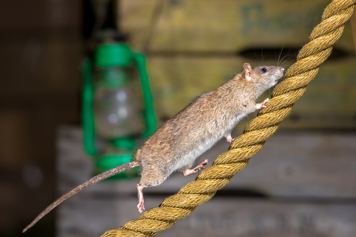 ratten