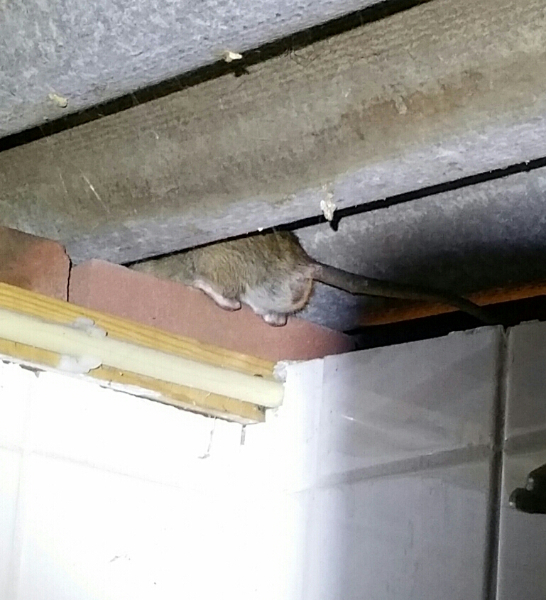 Ongediertebestrijding in de veehouderij