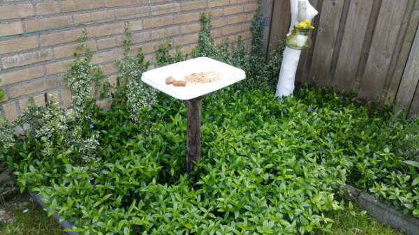 levensbehoefte van muizen en ratten