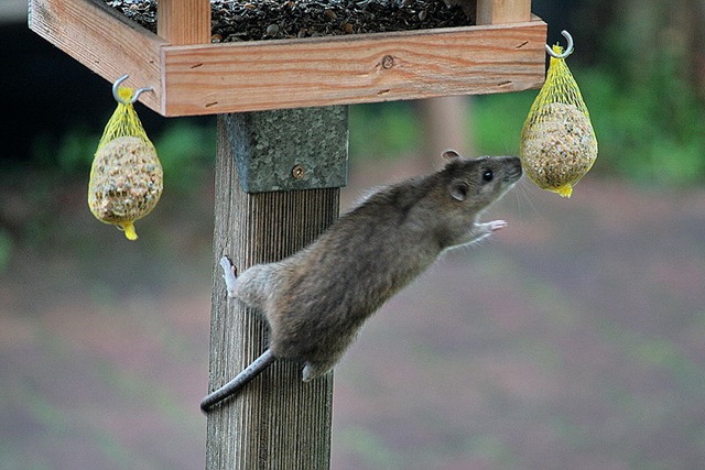 De eerste drie levensbehoefte van muizen en ratten? 