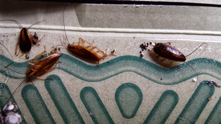 Kakkerlakvallen met feromoon lokstof