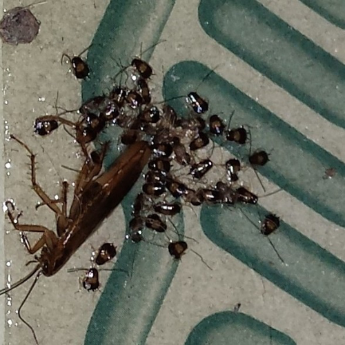 Kakkerlakvallen met feromoon lokstof