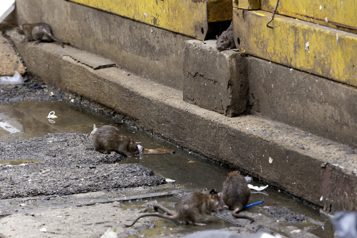 ratten op je bedrijventerrein