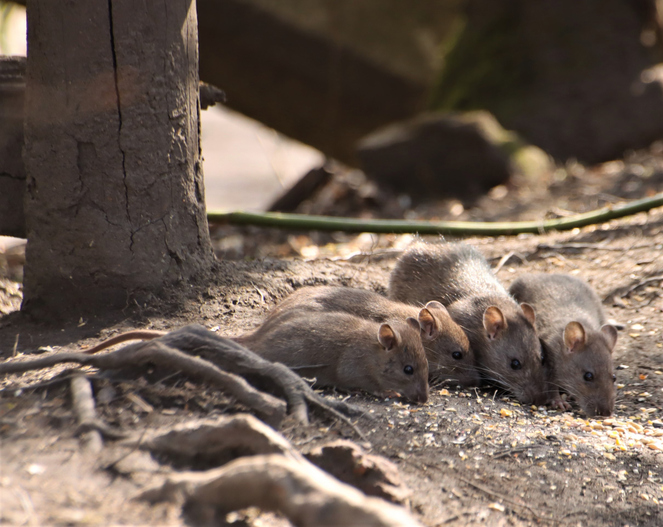 ratten op je bedrijventerrein