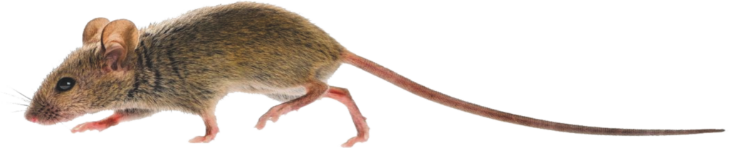 kannibalisme bij muizen