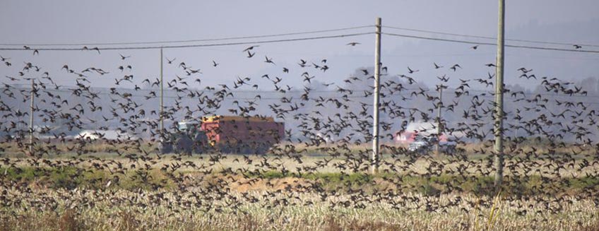 Scarybird vogelverschrikkers