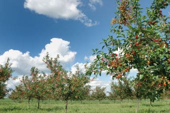 Scarybird vogelverschrikkers