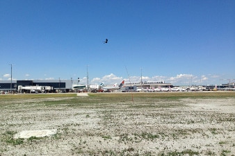 Scarybird Vogelverschrikker