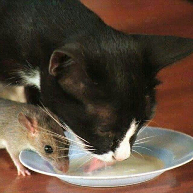 ongediertebestrijding